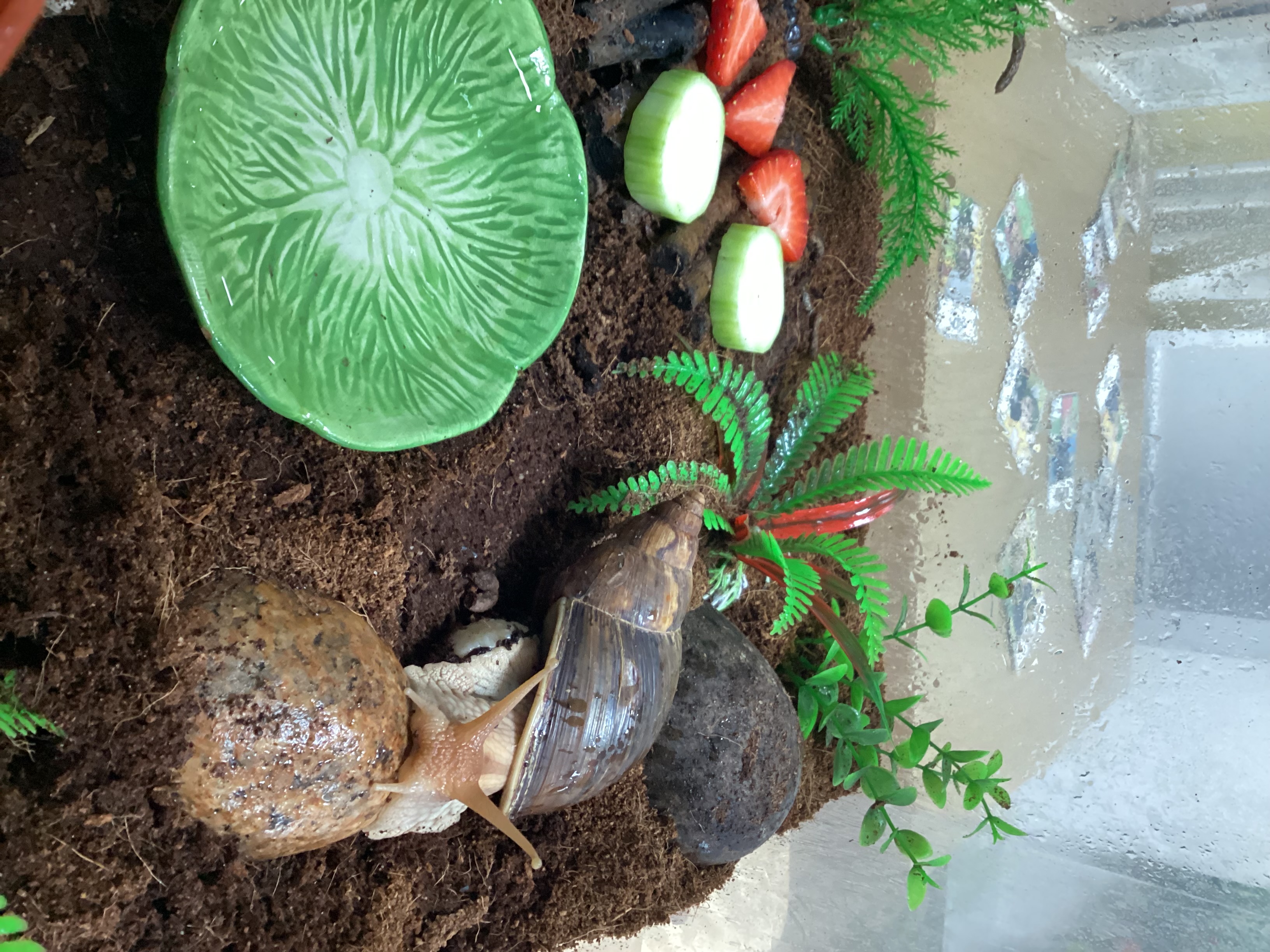 Our Pet Snail, Norman